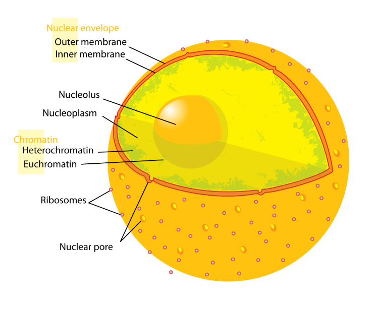 Estructura y ubicación del nucleolo