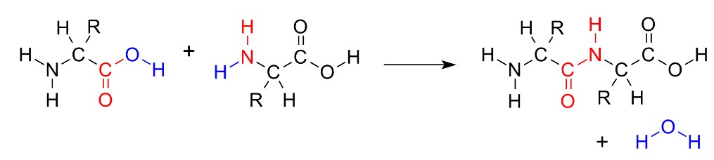 Los aminoácidos se unen para formar una molécula llamada dipéptido