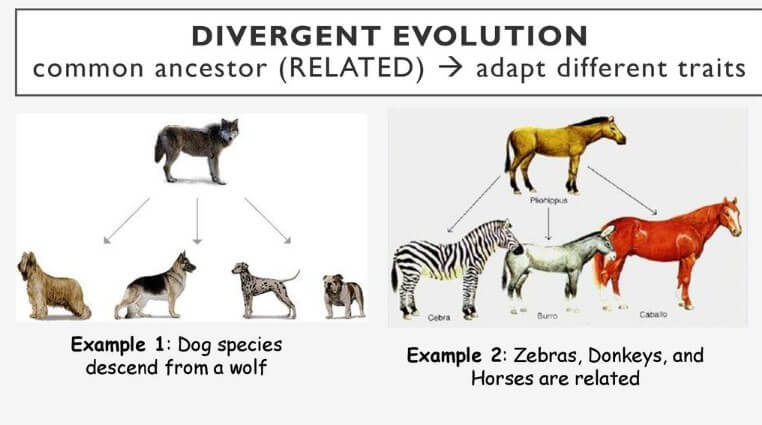 Evoluci贸n divergente