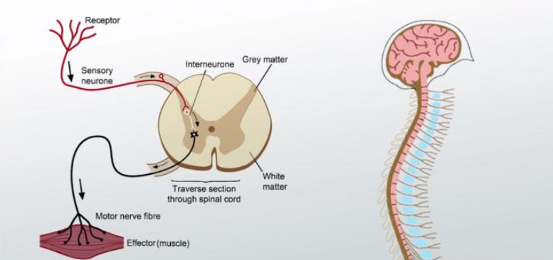 Interneuronas de la médula espinal