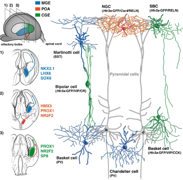 Interneuronas de la corteza