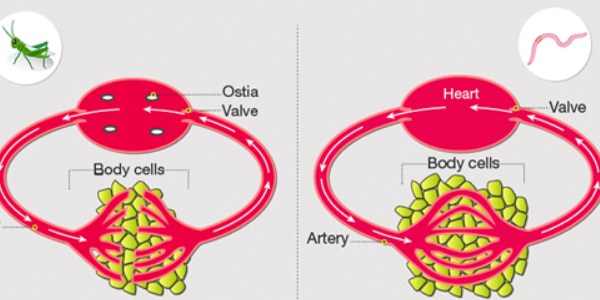 Sistemas circulatorios abiertos vs cerrados