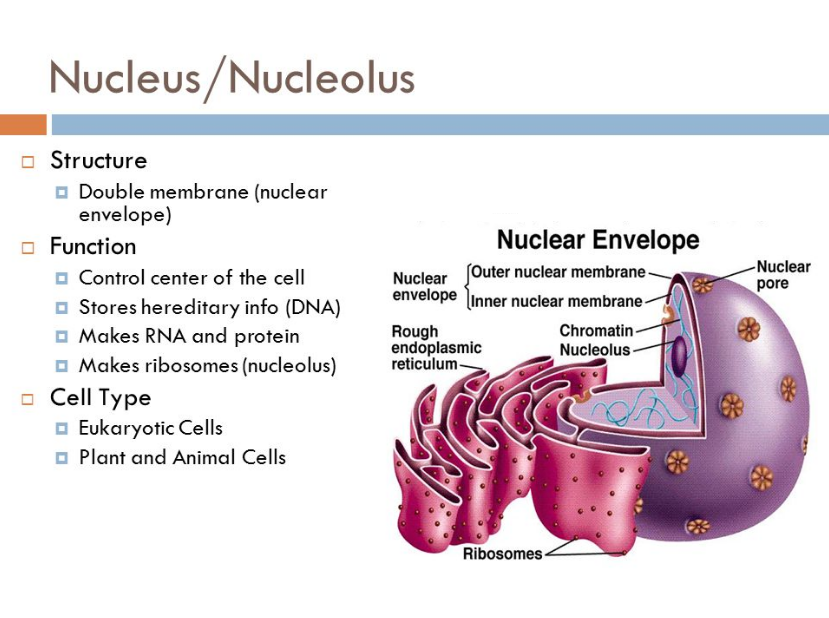 Función del nucleolo